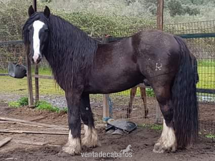 Irish cob