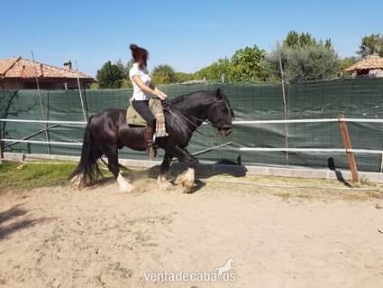 Irish cob {TYPE}