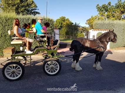 Caballos Enteros Irish cob - Irish cob puro