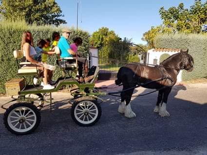 Caballos Enteros Irish cob - Irish cob puro