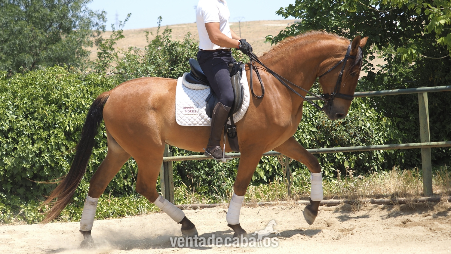 Joven Caballo PRE con buenos movimientos. in 
