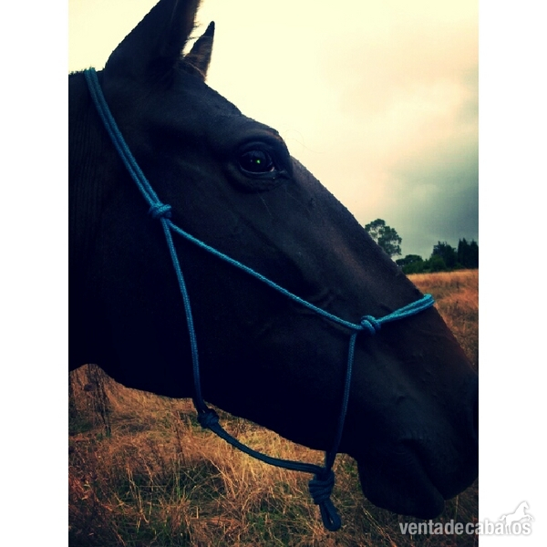 SE VENDE YEGUA PRE in 