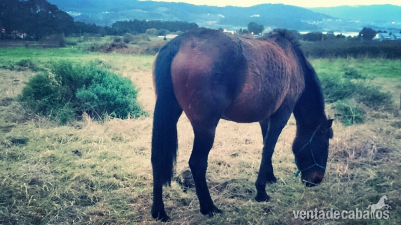 Caballos Pura Raza Española (P.R.E.) Pura Raza Española - SE VENDE YEGUA PRE