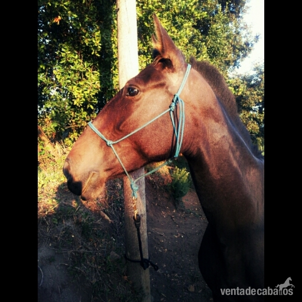 SE VENDE YEGUA PRE - Caballos Pura Raza Española (P.R.E.) Pura Raza Española