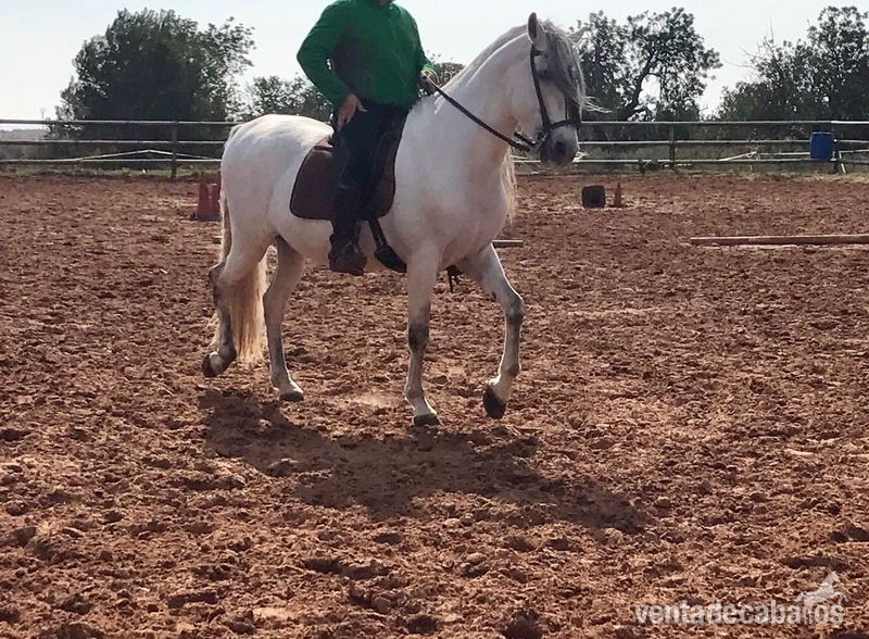 Caballo pura raza española in 