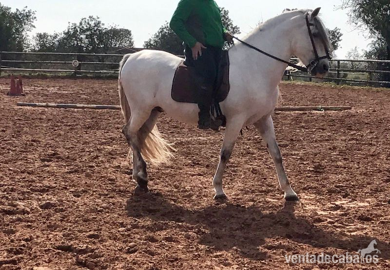 Pura Raza Española {TYPE}