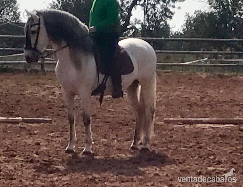 Caballos Enteros Pura Raza Española - Caballo pura raza española