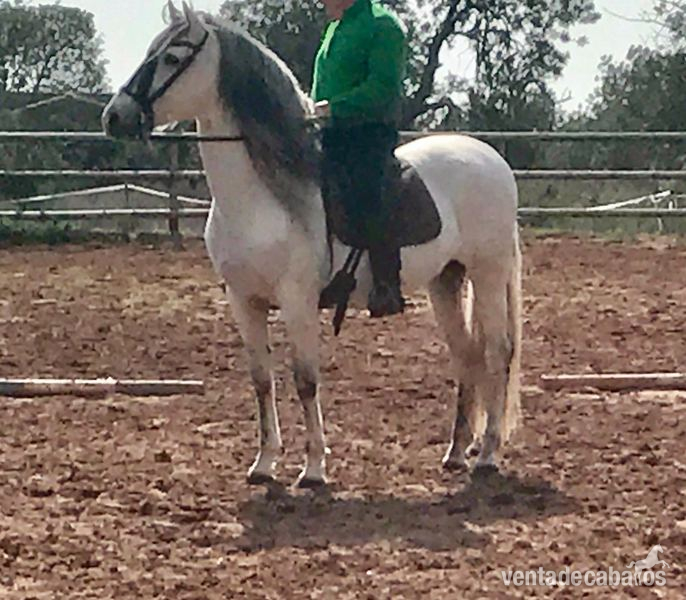 Caballo pura raza española - Caballos Enteros Pura Raza Española