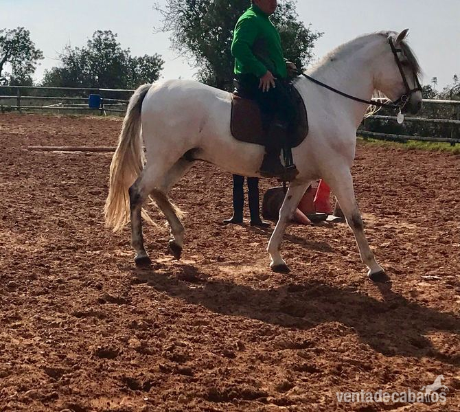 Caballo pura raza española - Pura Raza Española