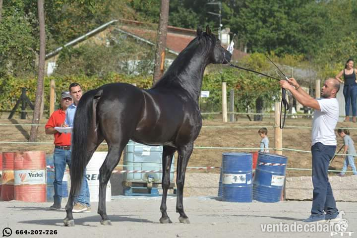 sementales Pura raza arabes in 