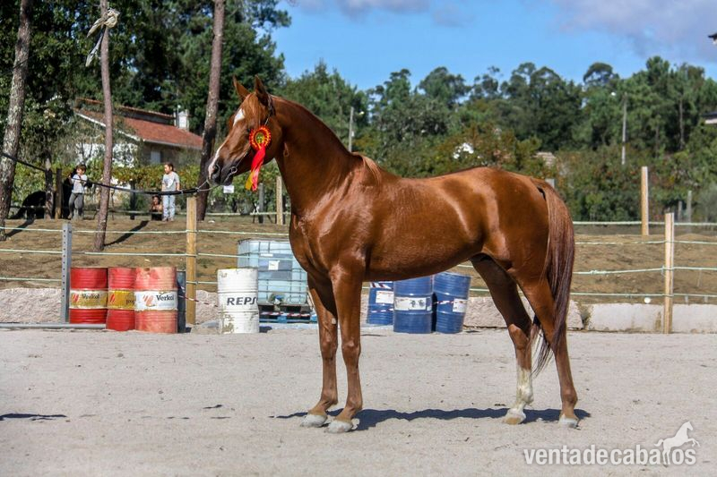 Caballos Árabes Árabes  - sementales Pura raza arabes