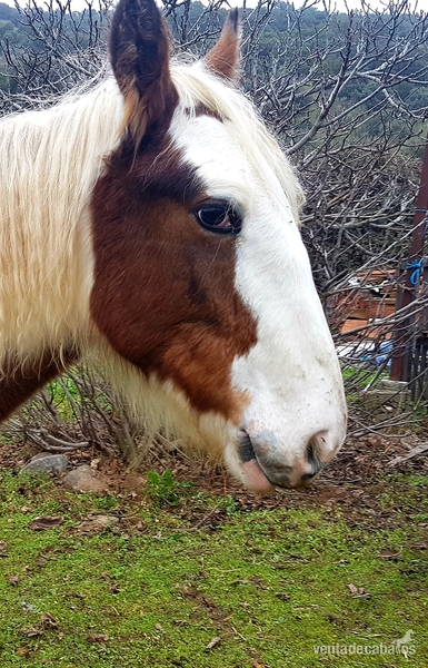 Potra Irish cob in 