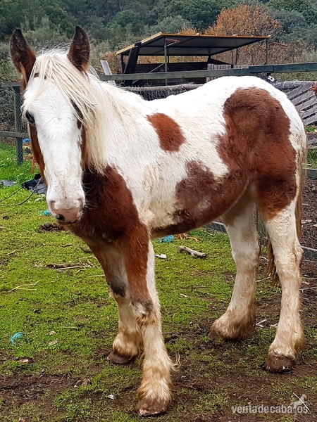 Irish cob