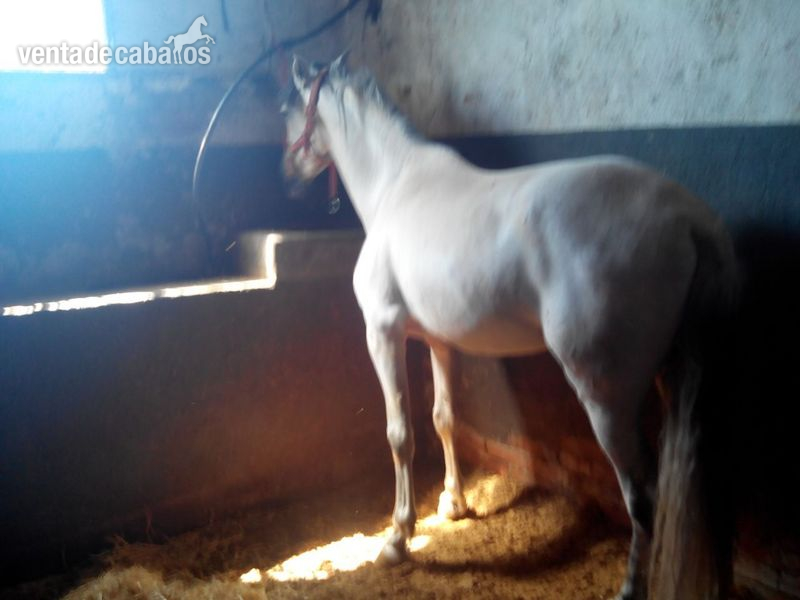 Vendo Caballo PRE in 