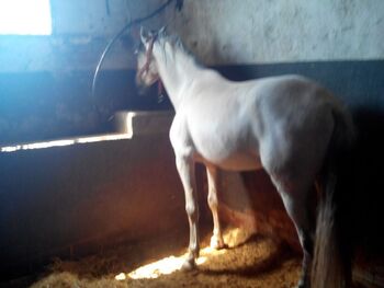 Vendo Caballo PRE