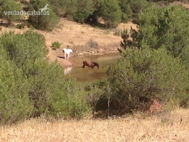 CABALLOS Y YEGUAS in 