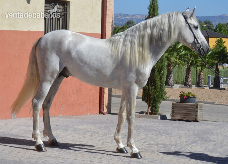 Caballos Pura Raza Española (P.R.E.) Pura Raza Española - CABALLOS Y YEGUAS