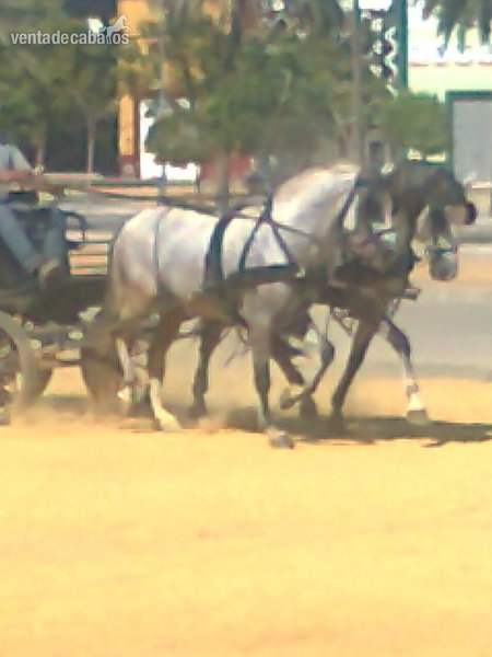 CABALLOS Y YEGUAS - Caballos Pura Raza Española (P.R.E.) Pura Raza Española