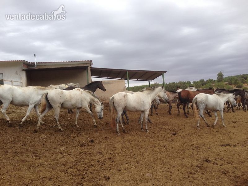 CABALLOS Y YEGUAS - Pura Raza Española