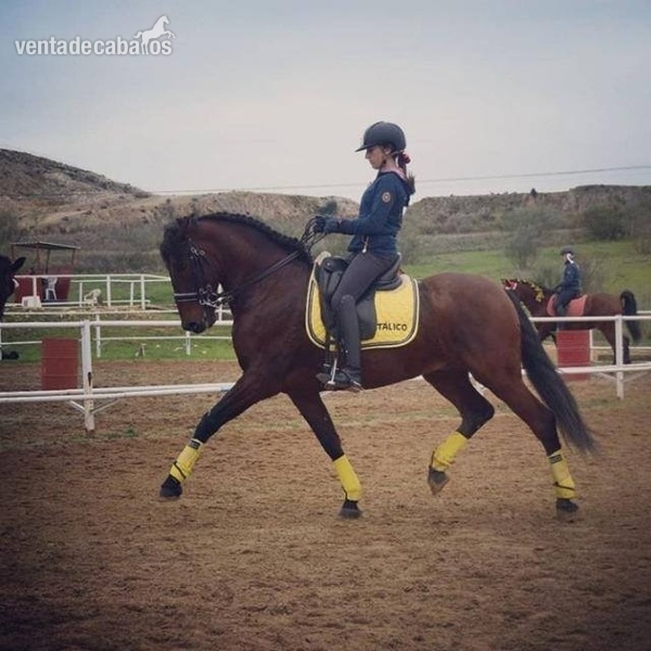 Se vende Caballo PRE in 