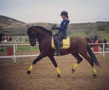 Se vende Caballo PRE