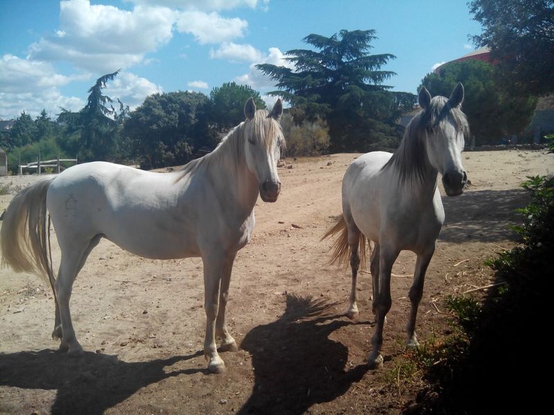 Caballos Pura Raza Española (P.R.E.) Pura Raza Española - Vendo yegua PRE