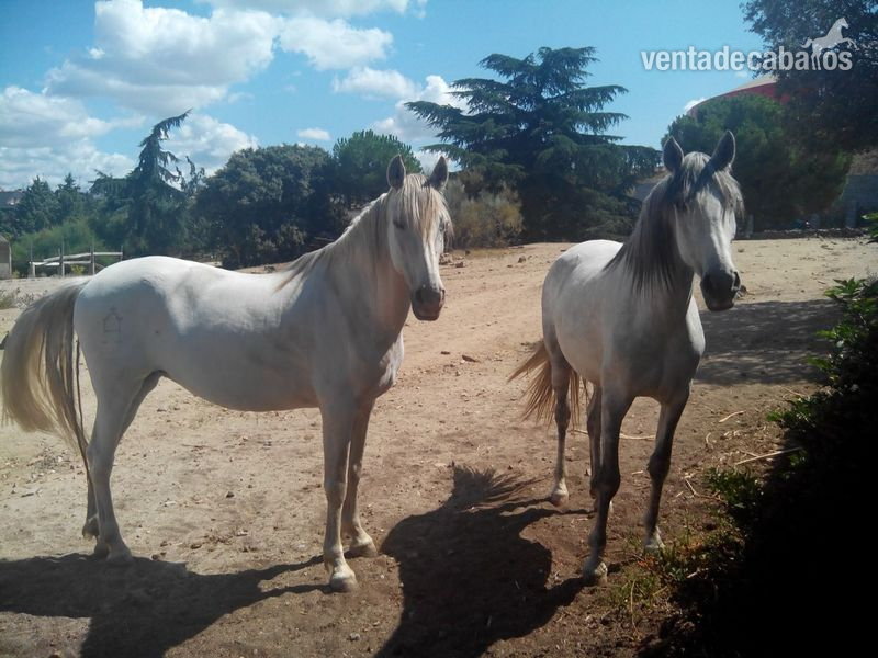 Caballos Pura Raza Española (P.R.E.) Pura Raza Española - Vendo yegua PRE