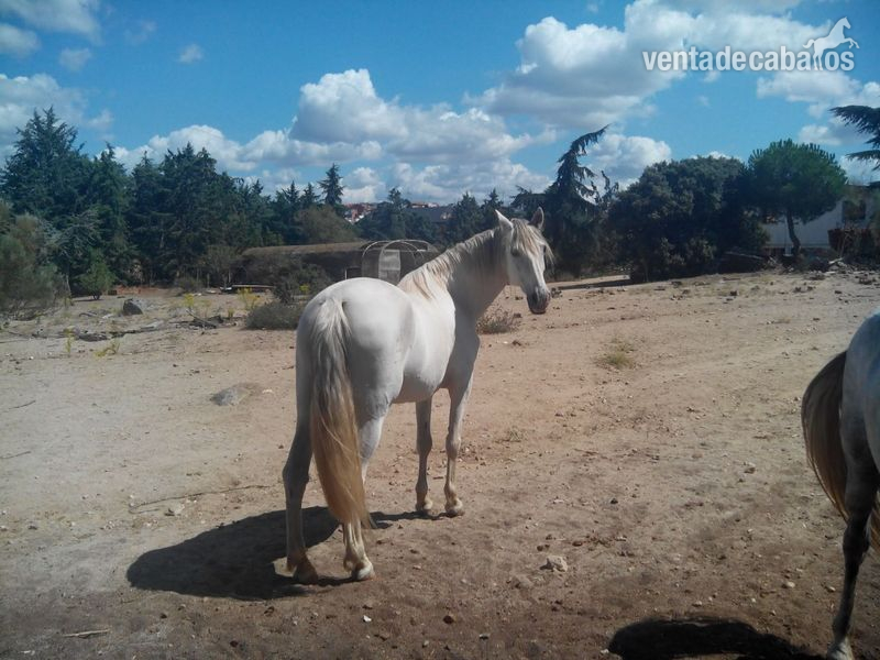Vendo yegua PRE - Caballos Pura Raza Española (P.R.E.) Pura Raza Española
