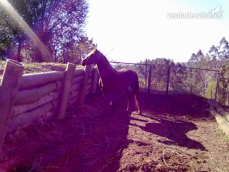 Caballos Árabes Arabe - Venta Semental P.R.Á.