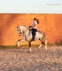 NIVEL SAN JORGE. MARISCAL, Caballo Hispano Luso afincado en Extremadura. Nacido en el año 2005 perteneciente a la ganadería QUINTA EL ROMERAL. Mide 1,70 de alzada y fué domado por el prestigioso jinete FIDEL DÌAZ AMOR (subcampeòn de España ANCCE 201 in 