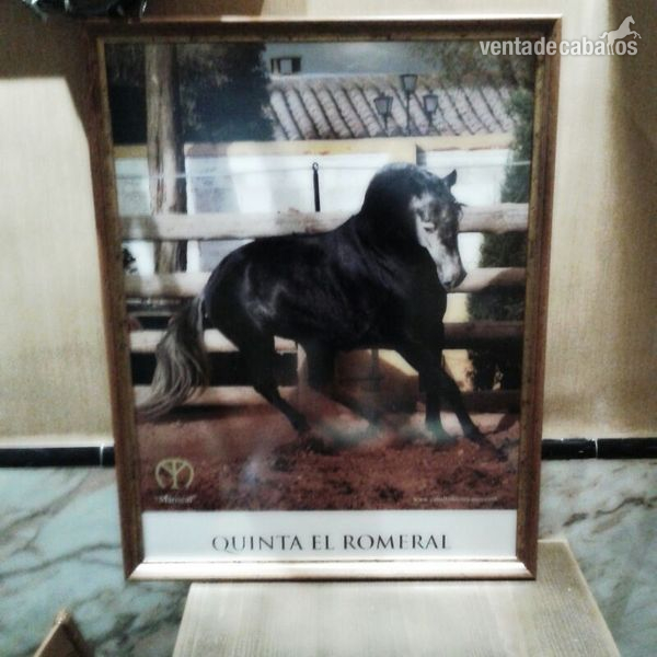 Lusitano