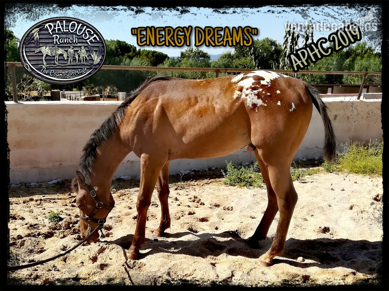 POTRO APPALOOSA REGISTRO AMERICANO APHC  in 