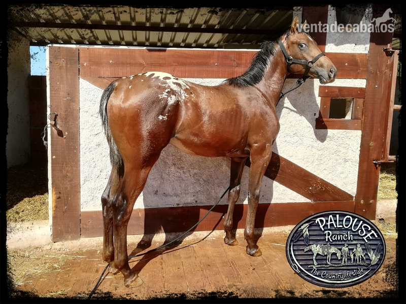 APPALOOSA 