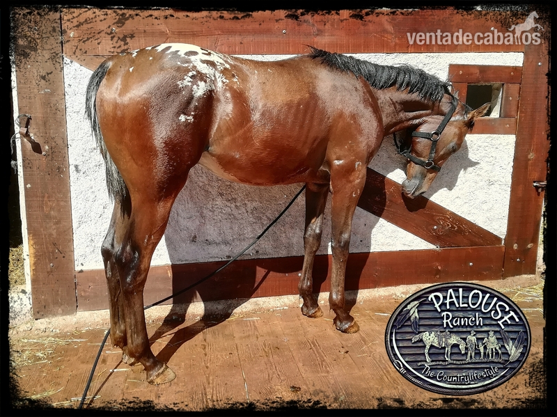 APPALOOSA  {TYPE}