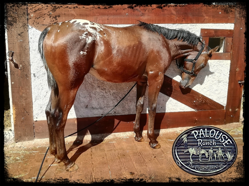 APPALOOSA  {TYPE}