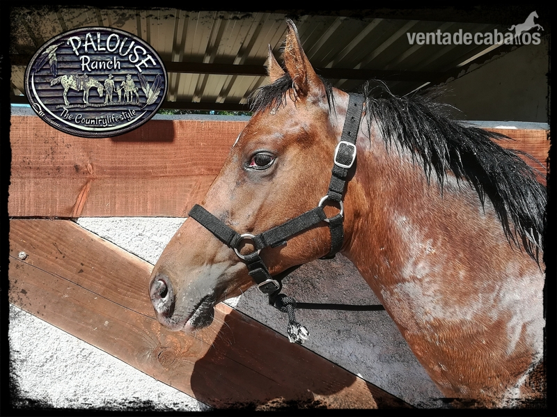 Potros APPALOOSA  - POTRO APPALOOSA REGISTRO AMERICANO APHC 