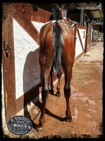 POTRO APPALOOSA REGISTRO AMERICANO APHC  - Potros APPALOOSA 