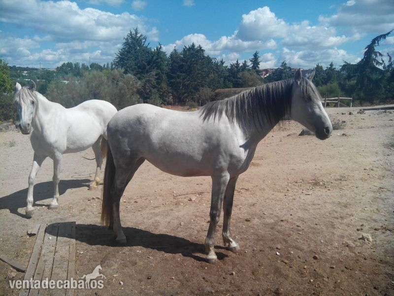 Caballos Pura Raza Española (P.R.E.) Pura Raza Española - Vendo yegua PRE