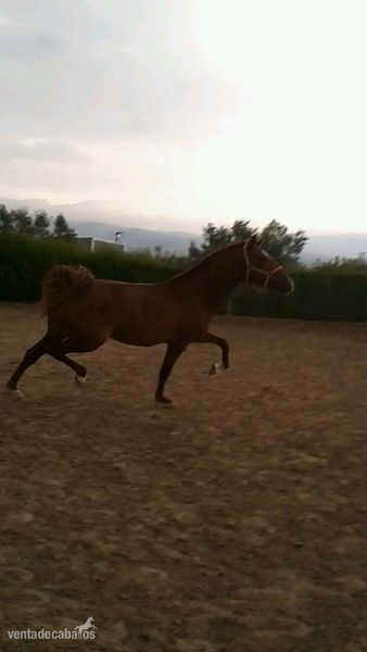 Caballos Pura Raza Española (P.R.E.) Pura Raza Española - YEGUA P.R.E ALAZAN CON MUY BUENOS ORIGENES