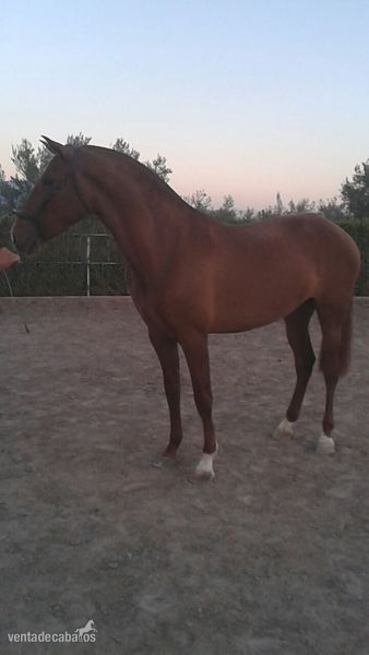 YEGUA P.R.E ALAZAN CON MUY BUENOS ORIGENES - Caballos Pura Raza Española (P.R.E.) Pura Raza Española