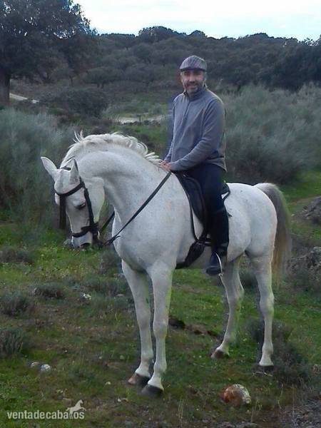 CABALLO ARABE PURE HISPANIS in 