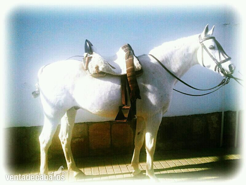 Arabe {TYPE}