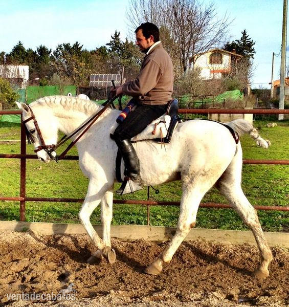 Caballos Árabes Arabe - CABALLO ARABE PURE HISPANIS