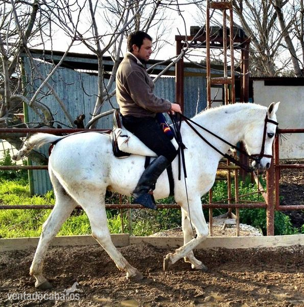 CABALLO ARABE PURE HISPANIS - Caballos Árabes Arabe