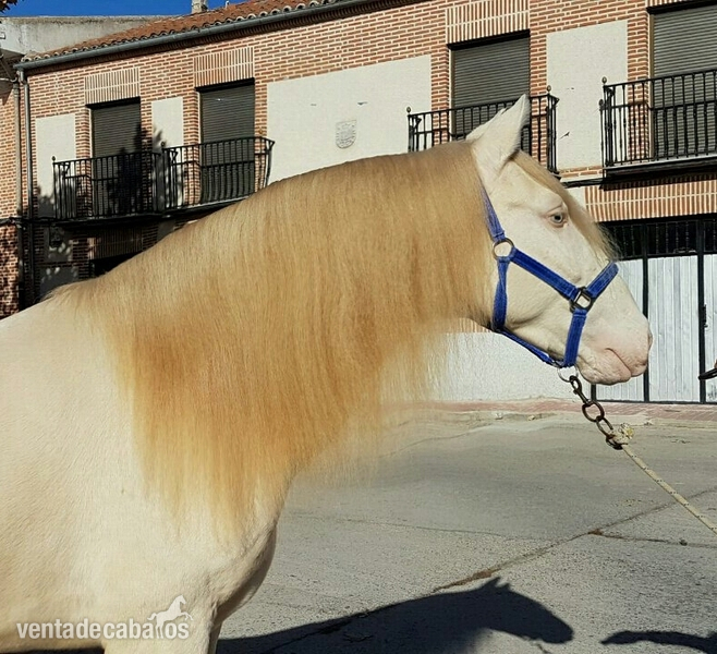 Cremello espectacular lusitano  in 
