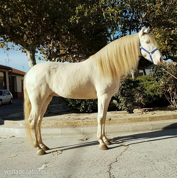lusitano con pasaporte 