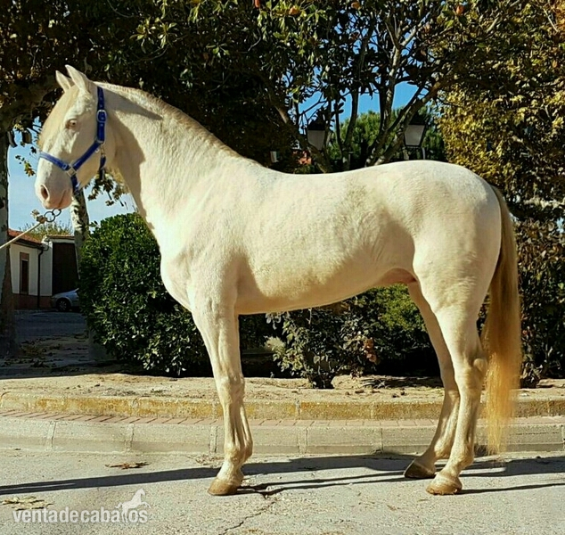 lusitano con pasaporte  {TYPE}