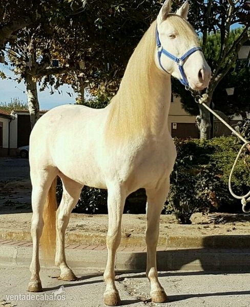 Caballos Pura Raza Española (P.R.E.) lusitano con pasaporte  - Cremello espectacular lusitano 