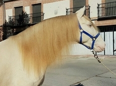 Cremello espectacular lusitano 