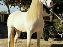 Cremello espectacular lusitano